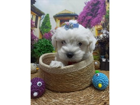 Muazzam güzellikte a kalite maltese terrier yavrularımız