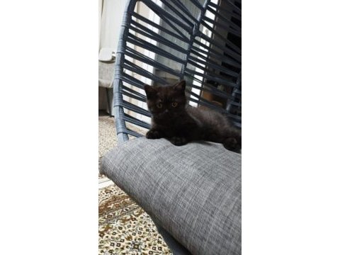 Teslime hazır british shorthair bebeklerim