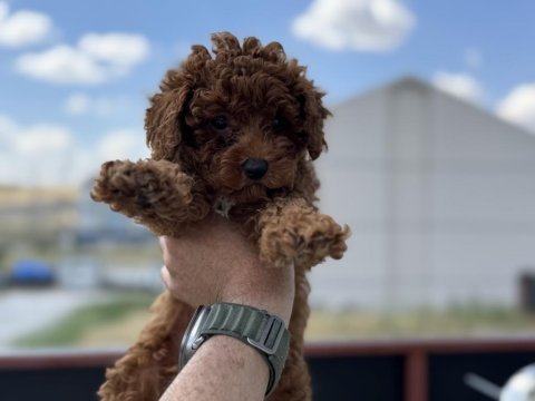Petmode köpek çiftliğinden toy poodle yavrular