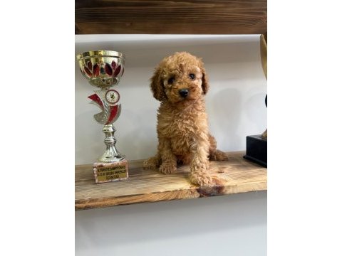 1. kalite maltipoo