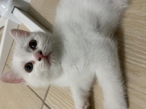British shorthair 1.5 aylık yavru kedimiz