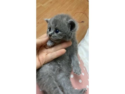 2 buçuk aylık safkan scottish fold bebek