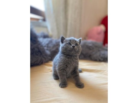 A kalite british shorthair yavrular yeni sahiplerini arıyor
