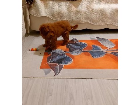 Erkek poodle ankara 2 aylık