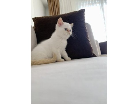 Dişi 3 aylık kalıcı mavi göz iran kedisi