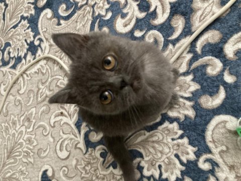 3 aylık yavru scottish fold bebiş