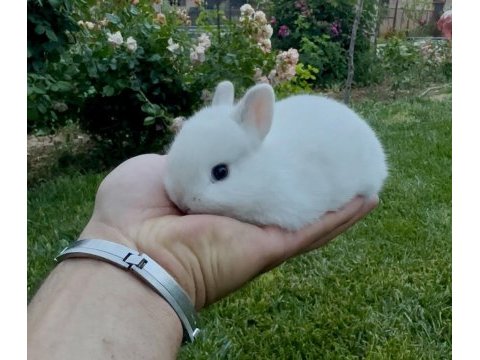 Netherland dwarf cüce tavşanlar