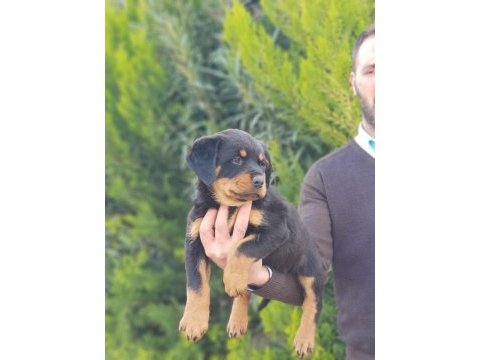 Koca kafa rottweiler yavrularımız