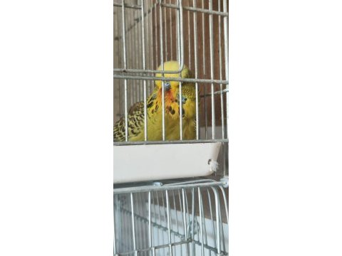 Jumbo show jumbo muhabbet kuşları mevcuttur yavru ve çift