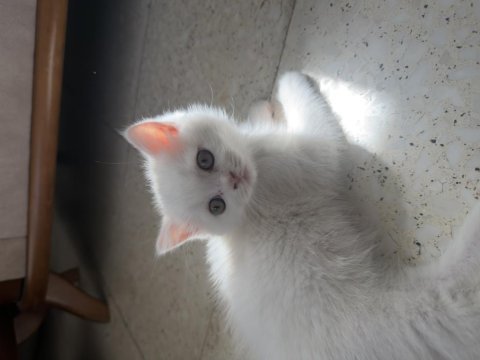 Safkan yurt dışından gelen british longhair yavruları