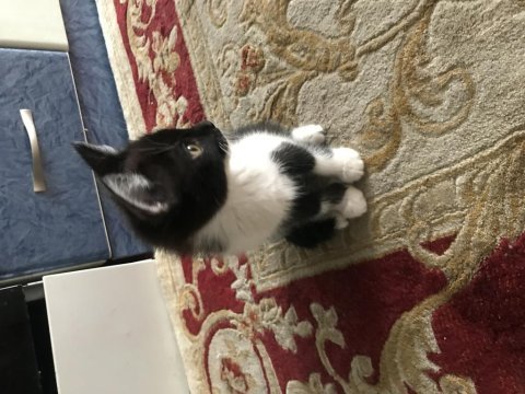 Annesi ankara kedisi babası tekir 4 tane minnoş kedimiz