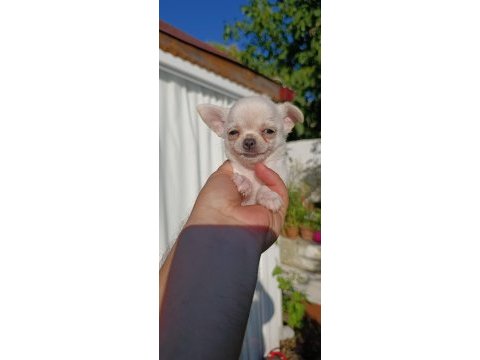 Chihuahua cep boy gerçek teacup ev üretimi çorlu
