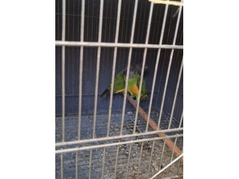 Takım senegal papağanı