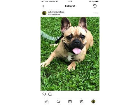 Micro 2 yaşında french bulldog kızımız