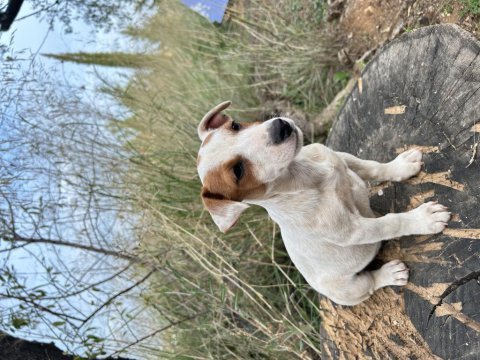 Safkan kısa bacak jack russell