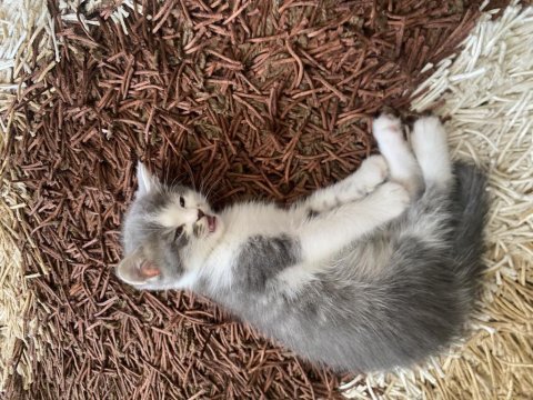 2 aylık yavru kedimiz