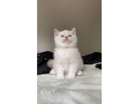 Safkan british shorthair kardeşler