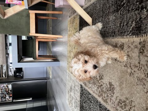 Maltipoo kore bebek yüz yavru