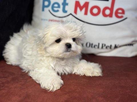 Kar beyaz 0 numara maltese terrier yavrularımız