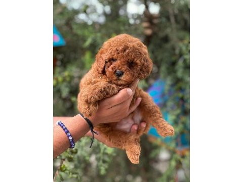 Toy poodle yavrular