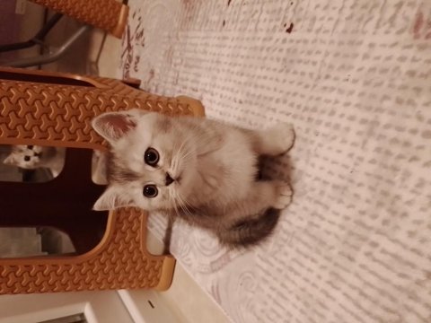 Sevimli british longhair minnaklar