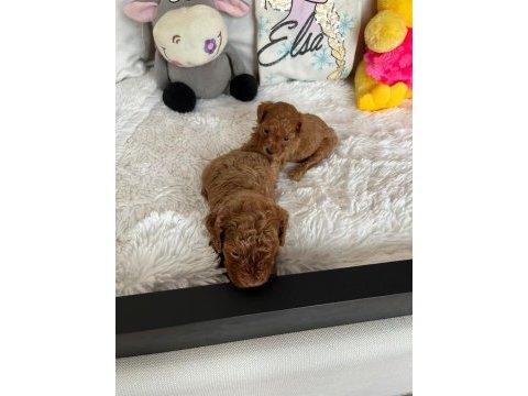 İzmir a. kalite poodle yavrular