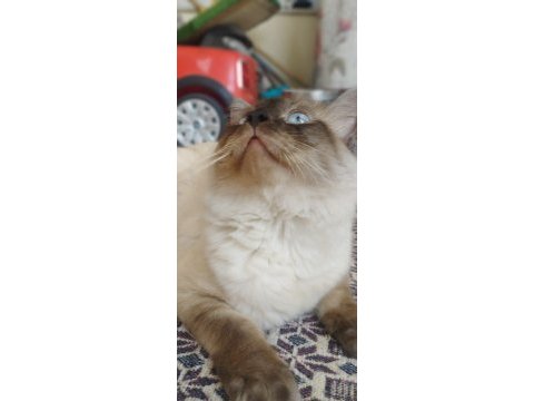 Siyam kedisi 1 yaşında
