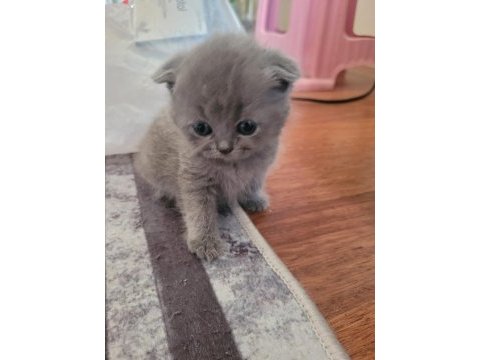 British shorthair yavru dişi kedi