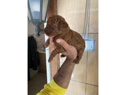 Toy poodle browni renkler