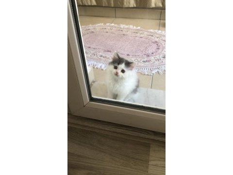 2 aylık british longhair ve british shorthair yavru