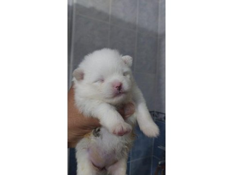 Orjinal anne baba altından 2 aylık pomeranian boo lar
