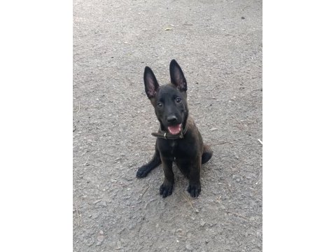 A kalite sağlam kan hattı malinois