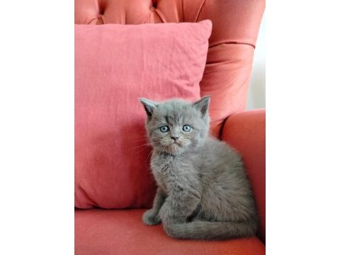 British shorthair yavrularımız