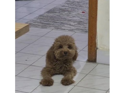 1 yaşında toy poodle