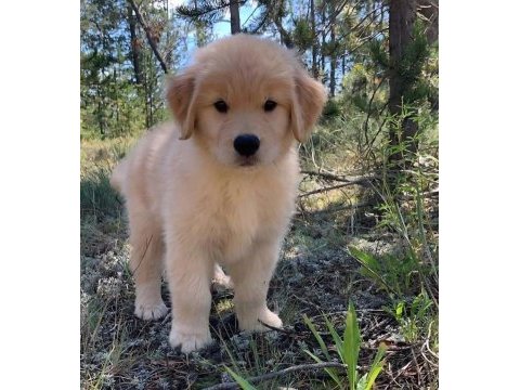 Ruhsatlı köpek çiftliğinden golden retriever yavrular