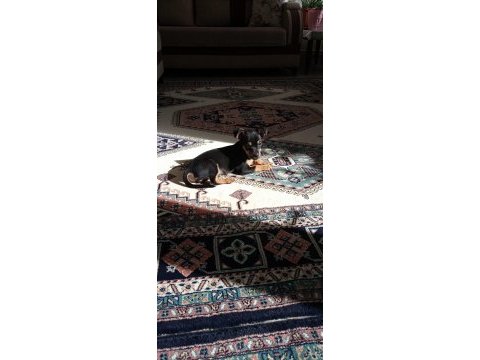 3 aylık erkek pinscher