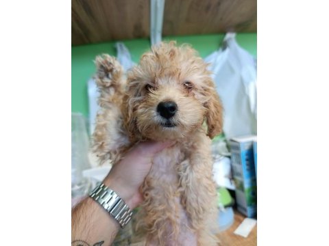 Maltipoo yavrular