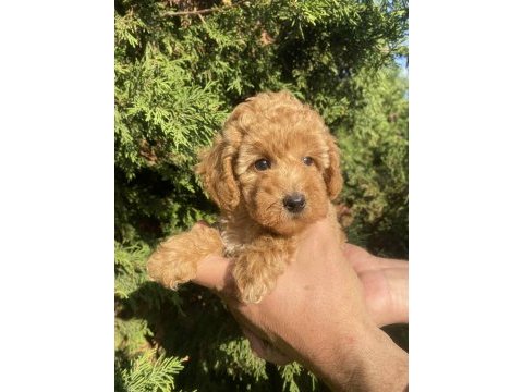 Mini red poodle (teacup)