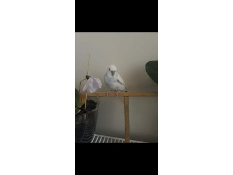 Uygun ister tek ister toplu 3 adet muhabbet uygundur