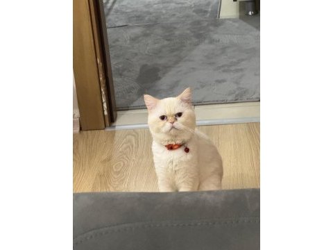 Çok sakin ve asla koku bırakmaz asla british shorthair