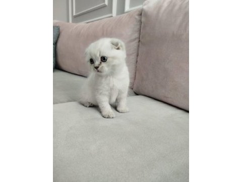 Yeni yılın british longhair bebekleri