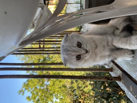 Scottish fold iki kardeş