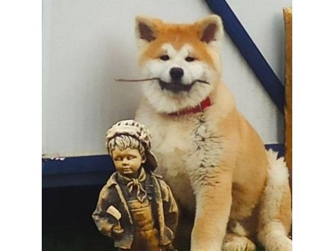 Safkan soykütük sertifika belgeli japon akita yavrular
