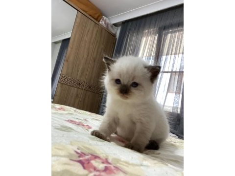 4 british shorthair yavrumuz