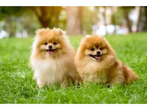 3 aylık pomeranian dişi erkek köpekler
