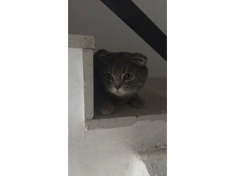 Scottish fold cinsi erkek kedi diyarbakır