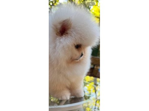 5 aylık yavru pomeranian boo white