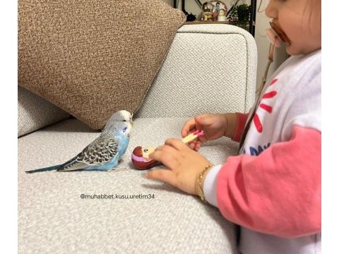 Eğitim vermek için tam zamanı uysal muhabbet kuşu