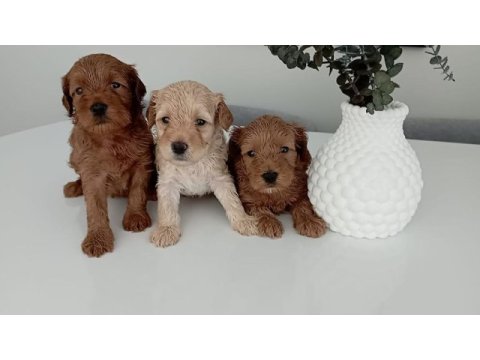 Mükemmel kalite maltipoo yavrularımız