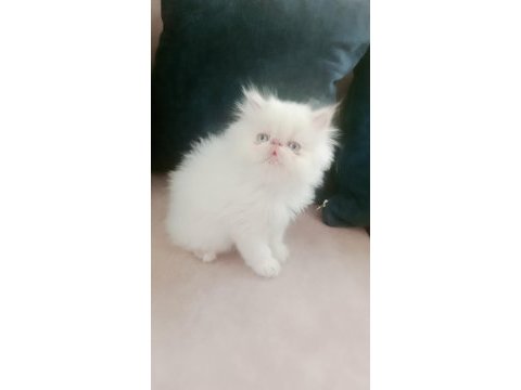 Çok şeker maviş gözlü yavrumuz persian